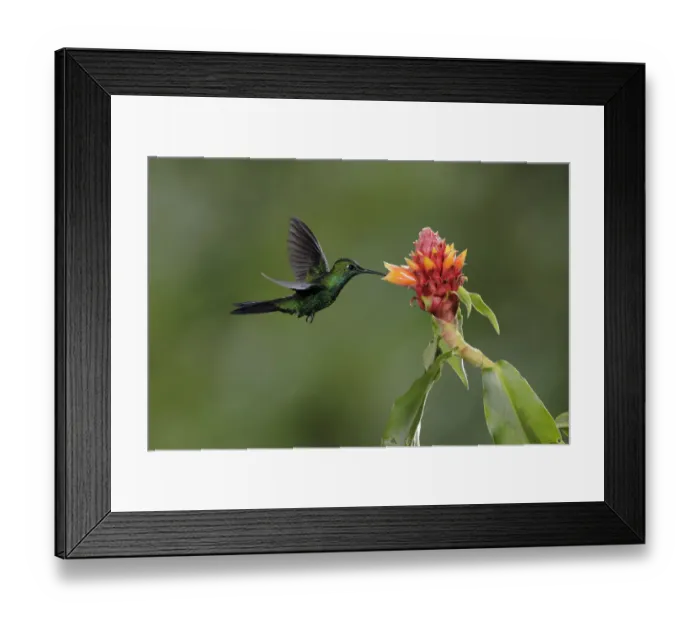 Framed Print : Green-crowned Brilliant (Heliodoxa jacula) Framed Print : Green-crowned Brilliant (Heliodoxa jacula)