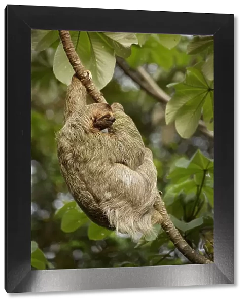 Female Three-toed Sloth