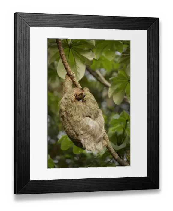 Framed Print : Female Three-toed Sloth Framed Print : Female Three-toed Sloth