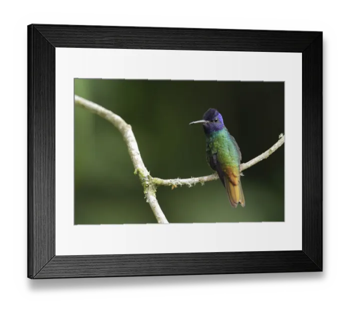 Framed Print : Golden-tailed Sapphire (Chrysuronia oenone) Framed Print : Golden-tailed Sapphire (Chrysuronia oenone)