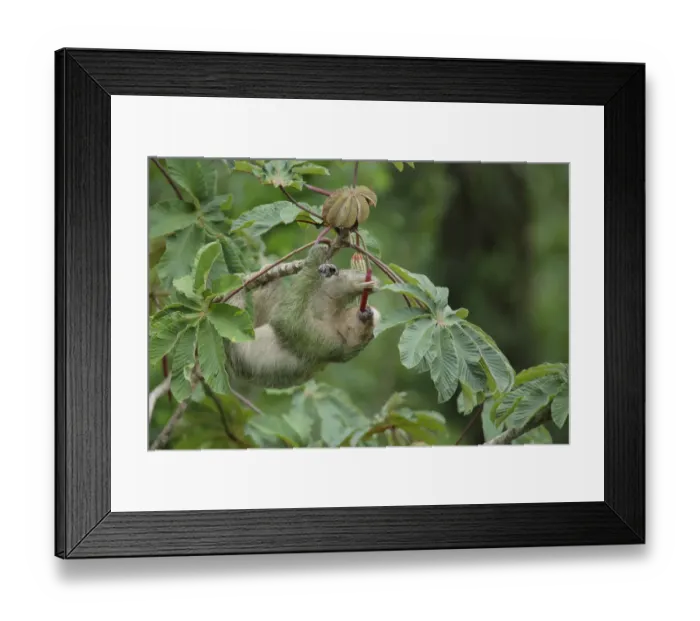 Framed Print : Three-toed Sloth Framed Print : Three-toed Sloth