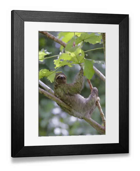 Framed Print : Three-toed Sloth Framed Print : Three-toed Sloth