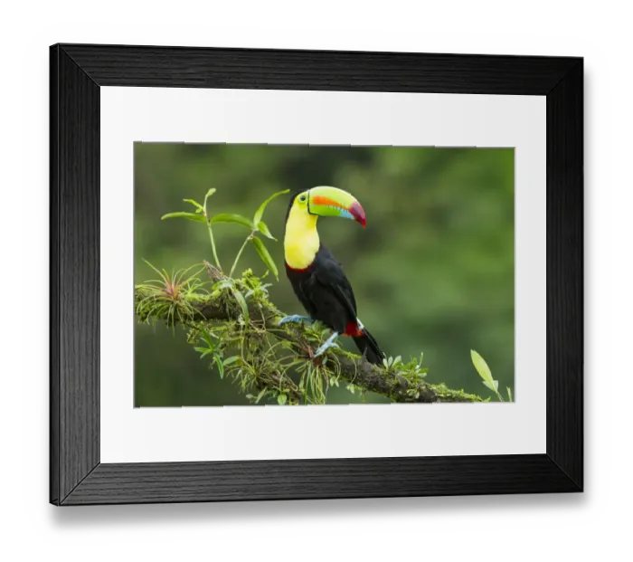 Framed Print : Keel-billed Toucan Framed Print : Keel-billed Toucan