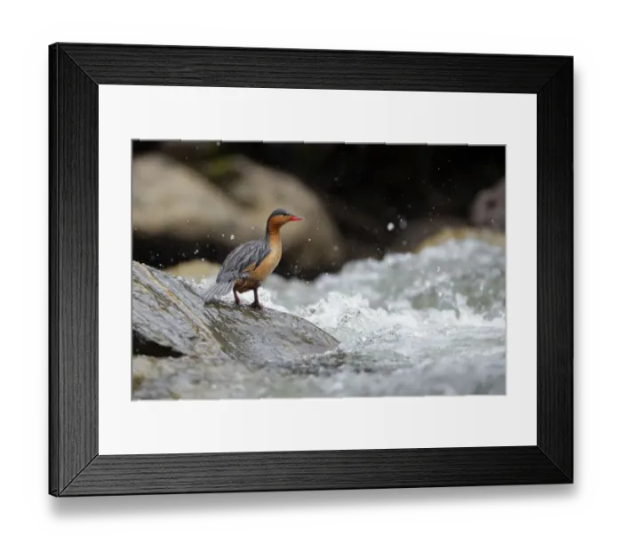 Framed Print : Torrent Duck (Merganetta armata) female