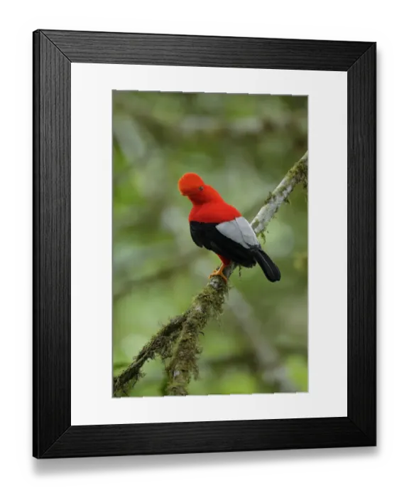 Framed Print : Andean Cock-of-the-rock Framed Print : Andean Cock-of-the-rock
