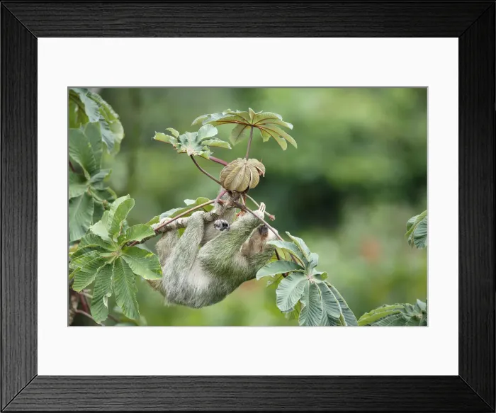Framed Print : Three-toed Sloth Framed Print : Three-toed Sloth