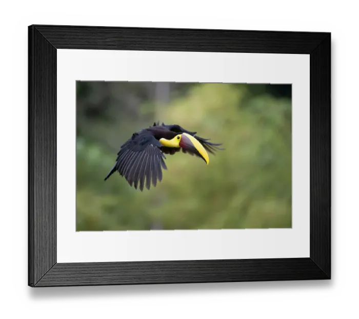 Framed Print : Yellow-throated Toucan Framed Print : Yellow-throated Toucan