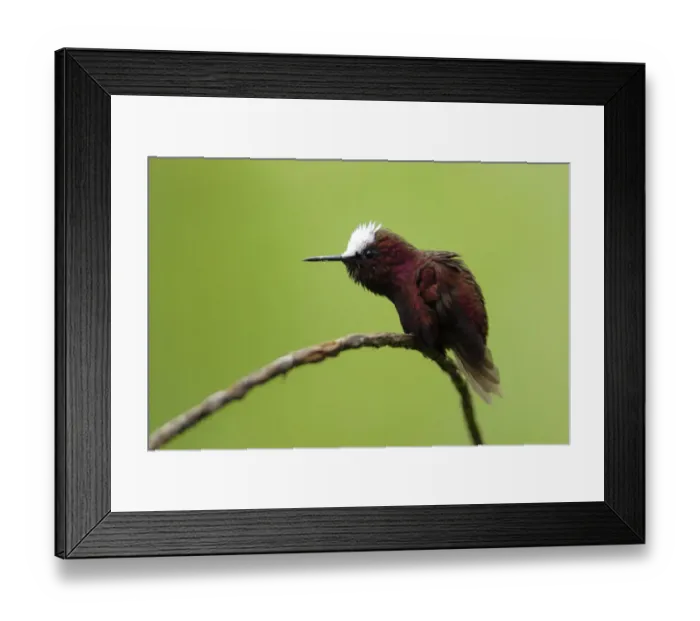 Framed Print : Snowcap Hummingbird Framed Print : Snowcap Hummingbird