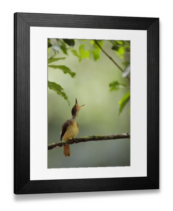 Framed Print : Royal Flycatcher Framed Print : Royal Flycatcher