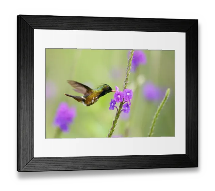 Framed Print : Black-crested Coquette (Lophornis helenae) Framed Print : Black-crested Coquette (Lophornis helenae)