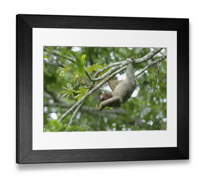 Framed Print : Three-toed Sloth Framed Print : Three-toed Sloth