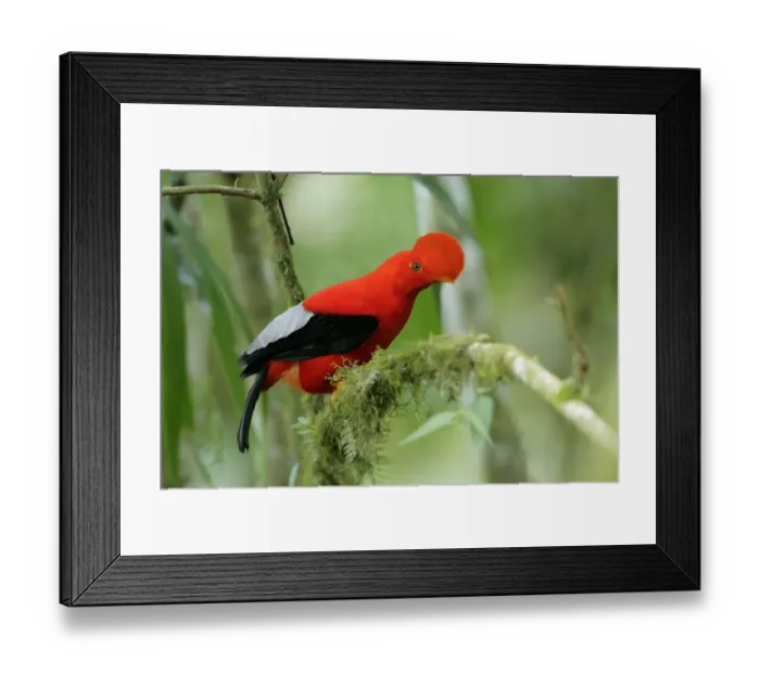 Framed Print : Andean Cock-of-the-rock Framed Print : Andean Cock-of-the-rock