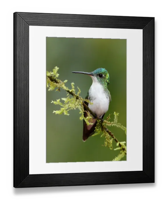 Framed Print : Andean Emerald (Amazilia franciae) Framed Print : Andean Emerald (Amazilia franciae)