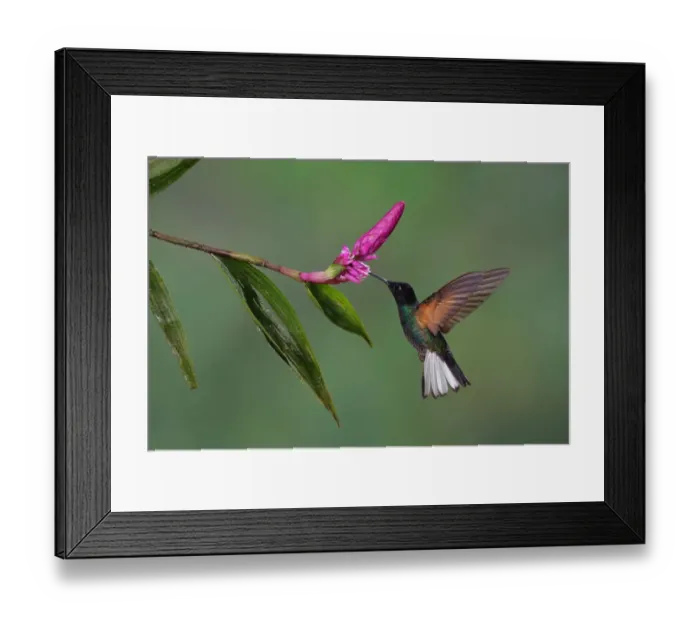 Framed Print : Velvet-purple Coronet Framed Print : Velvet-purple Coronet