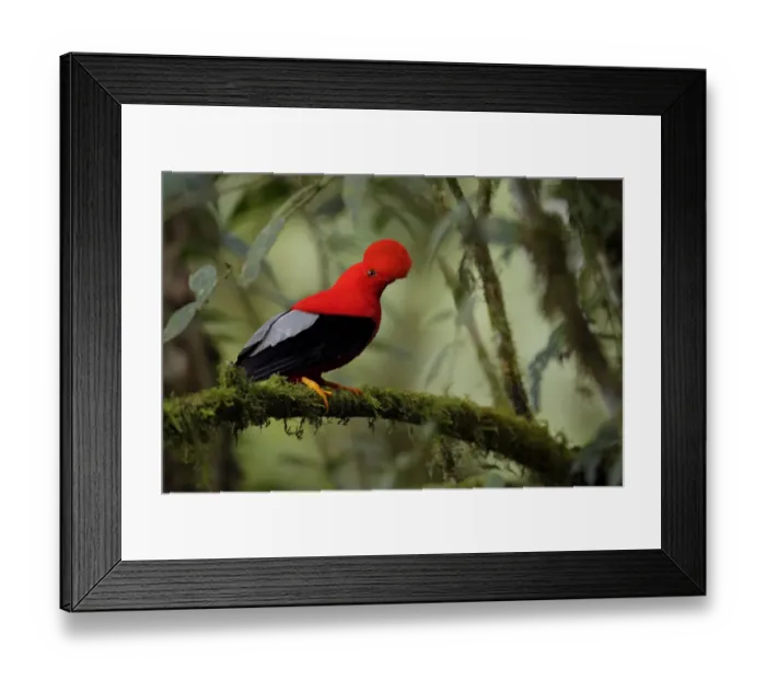Framed Print : Andean Cock-of-the-rock Framed Print : Andean Cock-of-the-rock