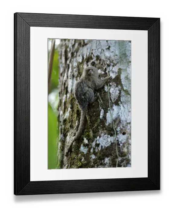 Framed Print : Pygmy Marmoset (Cebuella pygmaea) Framed Print : Pygmy Marmoset (Cebuella pygmaea)