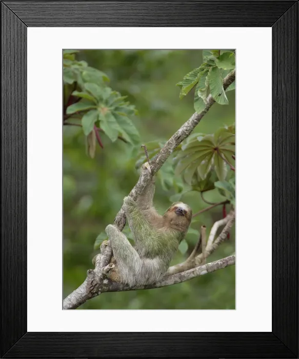 Framed Print : Three-toed Sloth