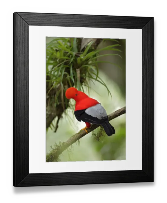Framed Print : Andean Cock-of-the-rock