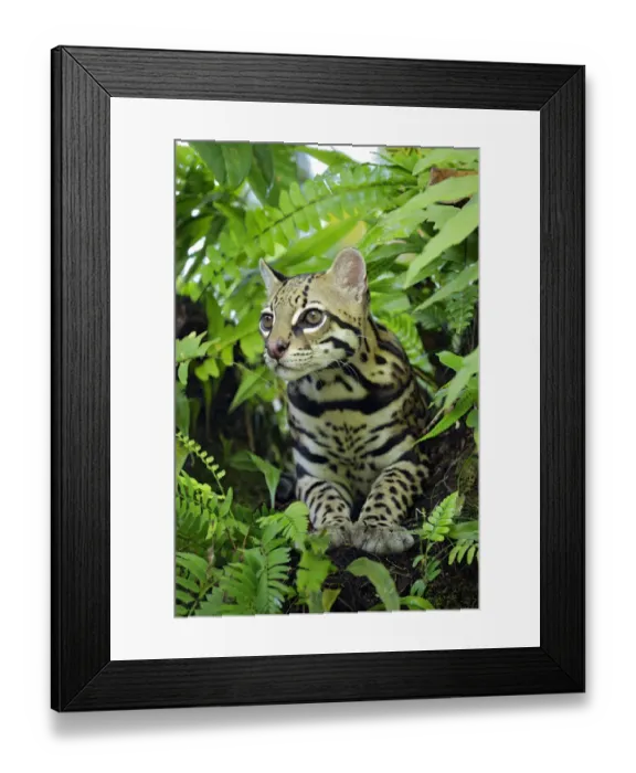 Framed Print : Ocellot (Leopardus pardalis) resting on tree branch Framed Print : Ocellot (Leopardus pardalis) resting on tree branch