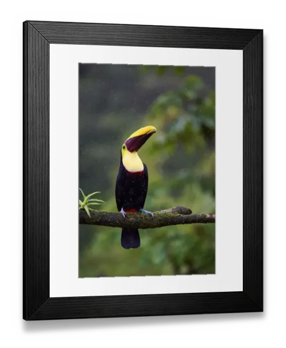 Framed Print : Yellow-throated Toucan Framed Print : Yellow-throated Toucan