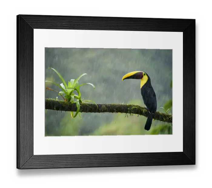 Framed Print : Yellow-throated Toucan
