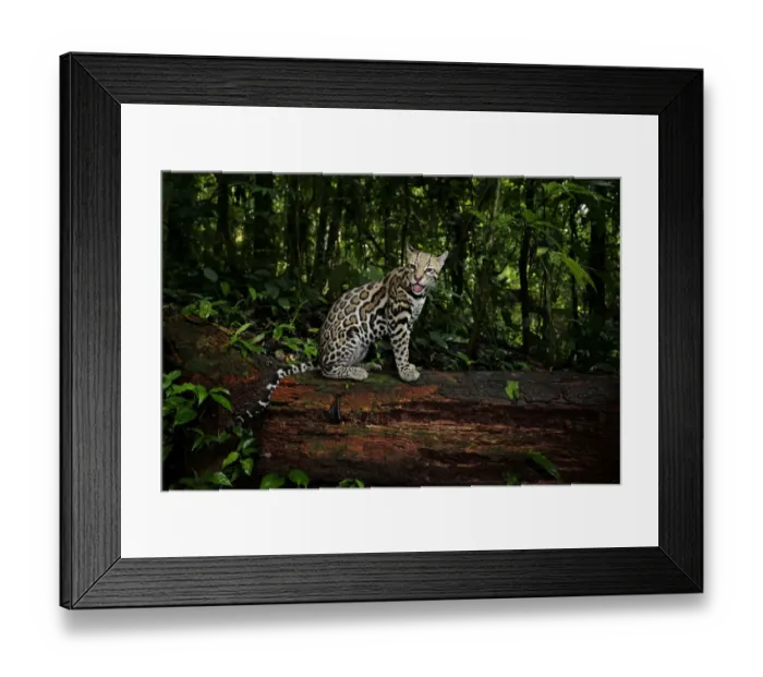 Framed Print : Ocelot (Leopardus pardalis) sitting on log inside Corcovado National Park, Costa Rica Framed Print : Ocelot (Leopardus pardalis) sitting on log inside Corcovado National Park, Costa Rica
