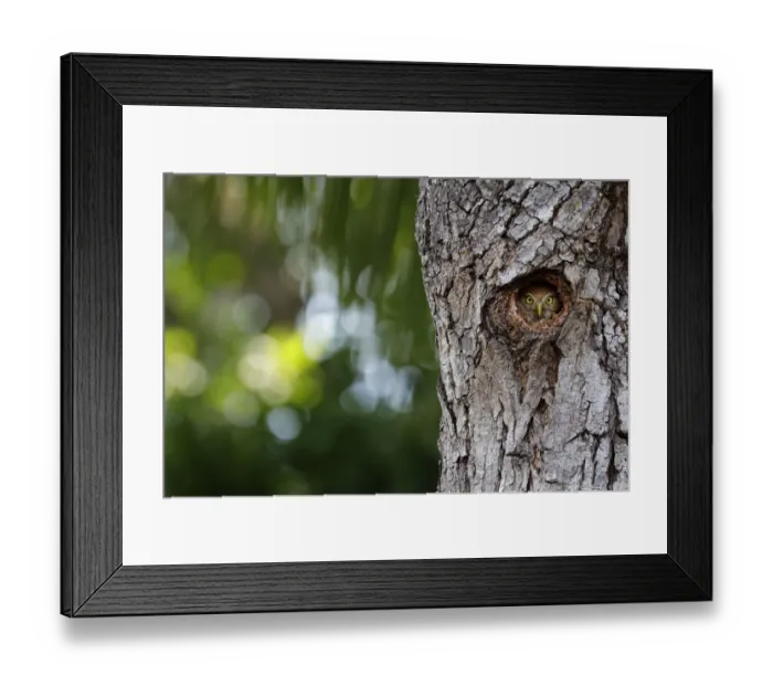 Framed Print : Ferruginous Pygmy-Owl