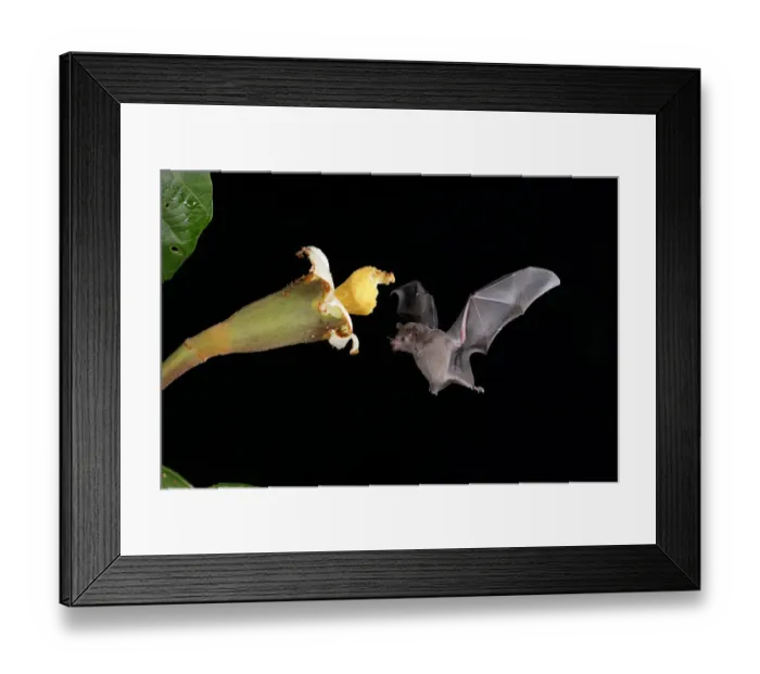 Framed Print : Pallass long-tongued bat