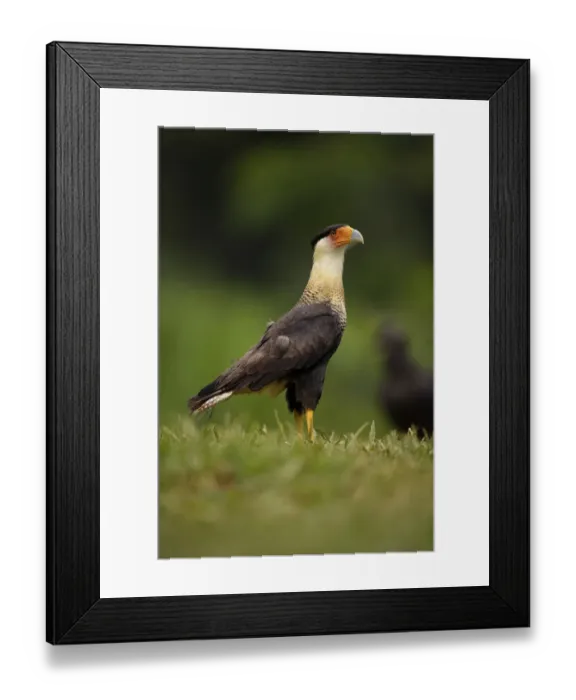 Framed Print : Crested Caracara Framed Print : Crested Caracara