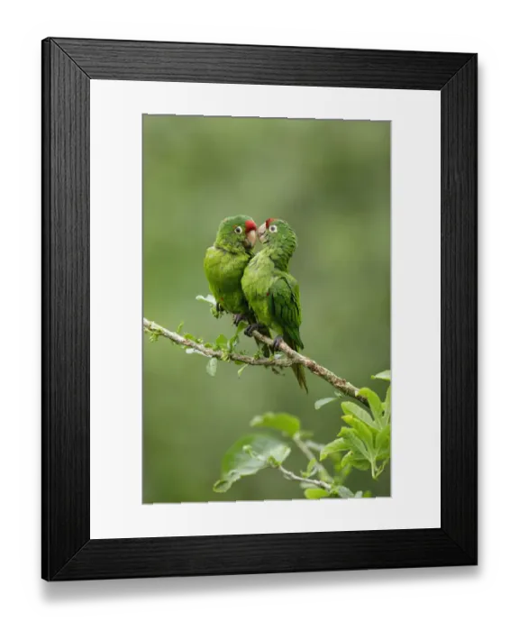 Framed Print : Crimson-fronted Parakeet Framed Print : Crimson-fronted Parakeet