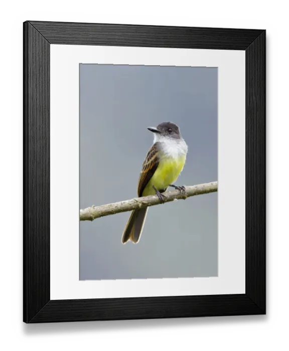 Framed Print : Dusky-capped Flycatcher (Myiarchus tuberculifer) Framed Print : Dusky-capped Flycatcher (Myiarchus tuberculifer)