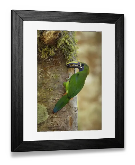 Framed Print : Blue-throated Toucanet