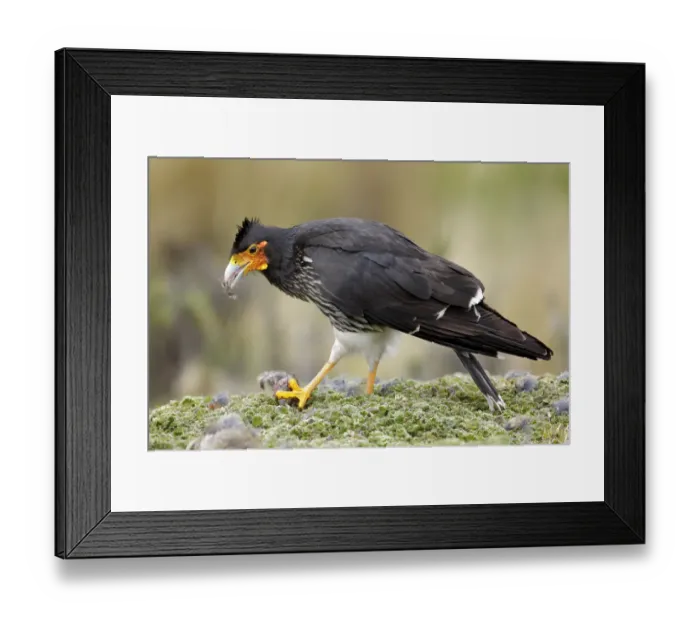 Framed Print : Carunculated Caracara (Phalcoboenus carunculatus) Framed Print : Carunculated Caracara (Phalcoboenus carunculatus)
