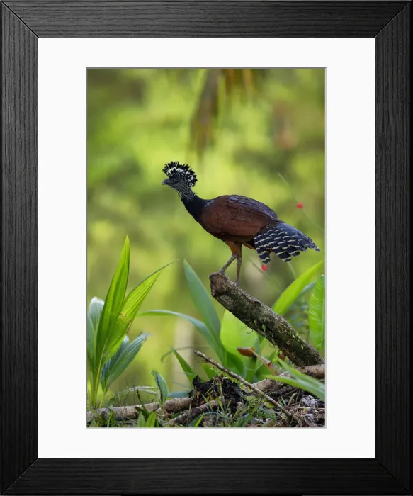 Framed Print : Great Curassow (Crax rubra) Framed Print : Great Curassow (Crax rubra)