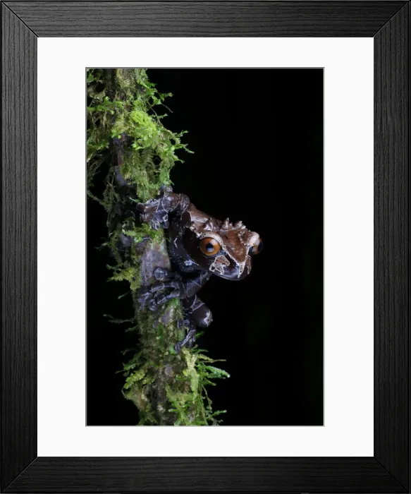 Framed Print : Spiny-headed Tree Frog