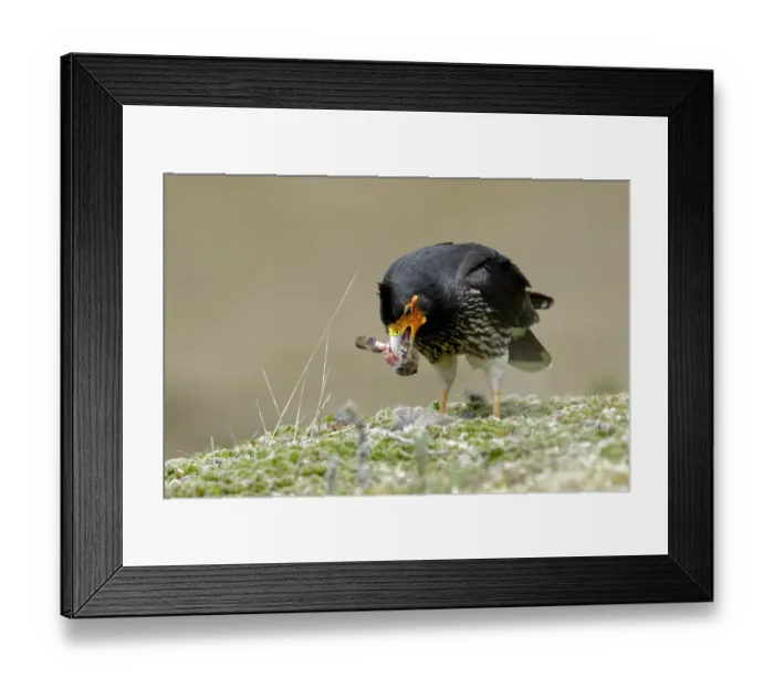 Framed Print : Carunculated Caracara (Phalcoboenus carunculatus) Framed Print : Carunculated Caracara (Phalcoboenus carunculatus)