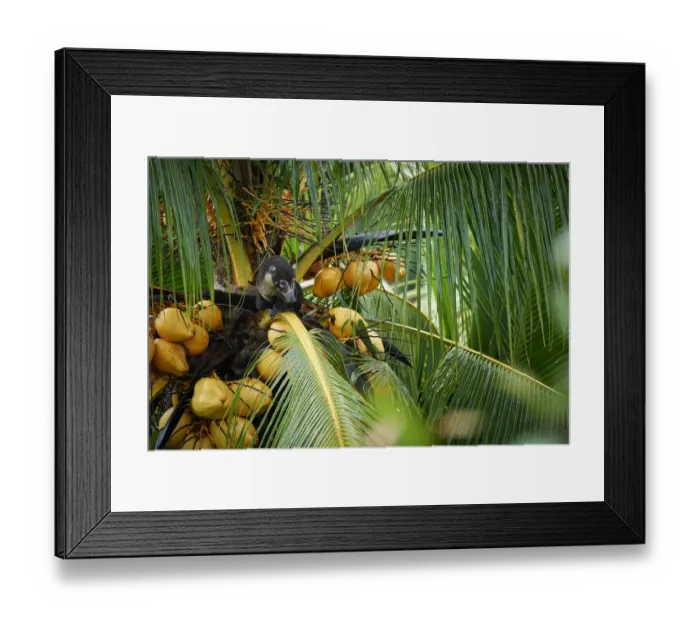 Framed Print : White-nosed Coati (Nasua narica) Framed Print : White-nosed Coati (Nasua narica)