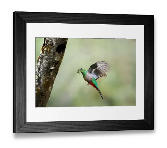 Framed Print : Resplendent Quetzal Framed Print : Resplendent Quetzal