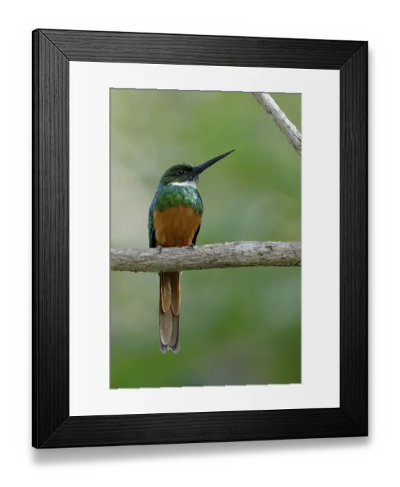 Framed Print : Rufous-tailed Jacamar (Galbula ruficauda) Framed Print : Rufous-tailed Jacamar (Galbula ruficauda)