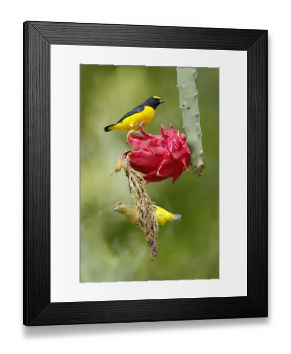 Framed Print : Scrub Euphonia Framed Print : Scrub Euphonia