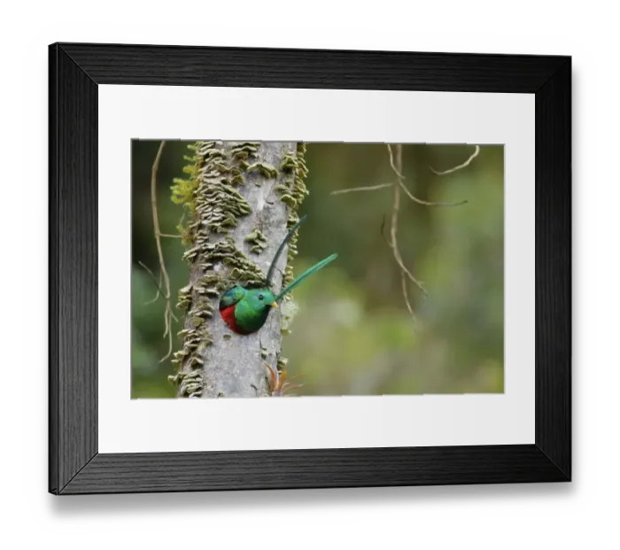 Framed Print : Resplendent Quetzal Framed Print : Resplendent Quetzal