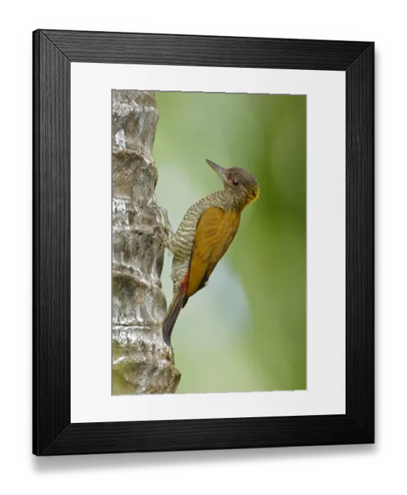 Framed Print : Red-rumped Woodpecker (Veniliornis kirkii) female Framed Print : Red-rumped Woodpecker (Veniliornis kirkii) female