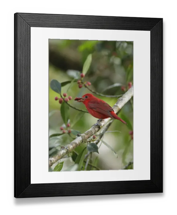 Framed Print : Summer Tanager Framed Print : Summer Tanager
