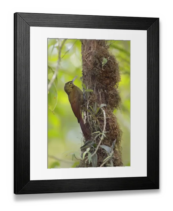 Framed Print : Spotted Woodcreeper (Xiphorhynchus erythropygius) Framed Print : Spotted Woodcreeper (Xiphorhynchus erythropygius)