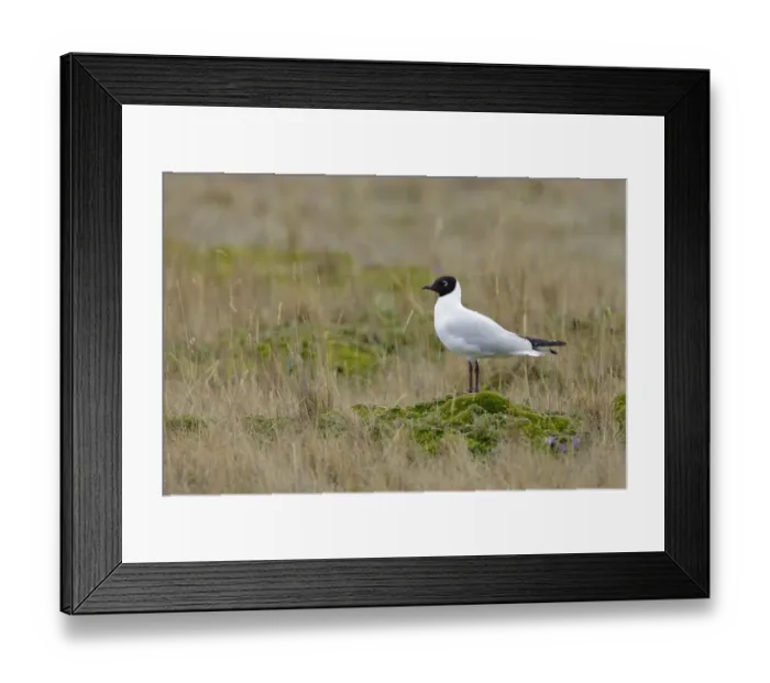 Framed Print : Andean Gull (Chroicocephalus serranus) Framed Print : Andean Gull (Chroicocephalus serranus)