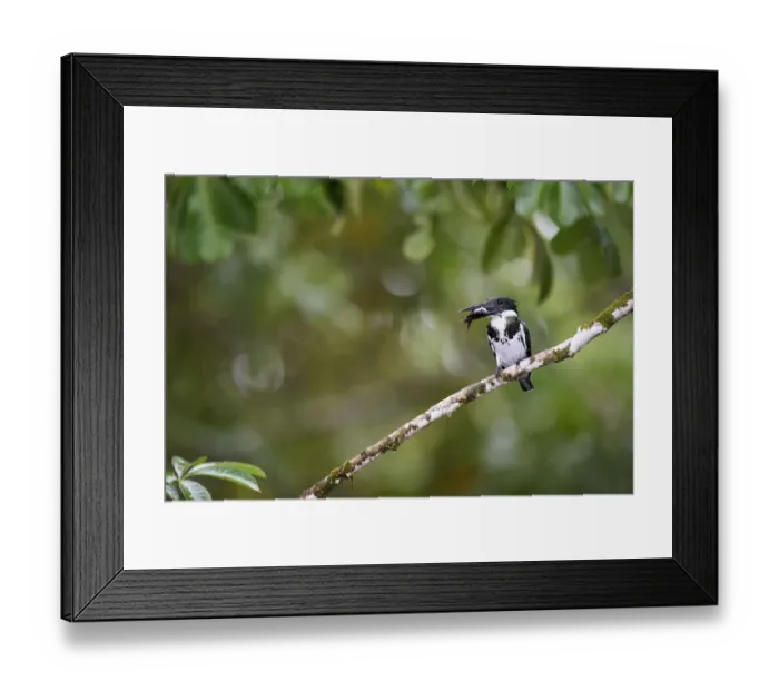 Framed Print : Amazon Kingfisher Framed Print : Amazon Kingfisher