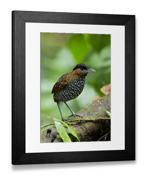 Framed Print : Black-crowned Antpitta (Pittasoma michleri) Framed Print : Black-crowned Antpitta (Pittasoma michleri)