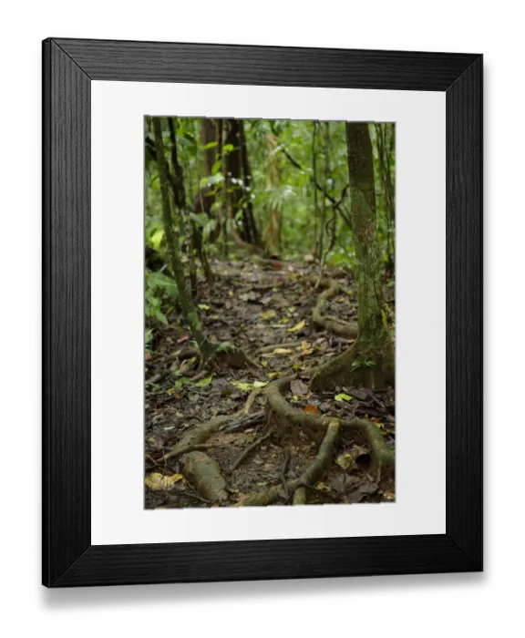 Framed Print : Corcovado National Park