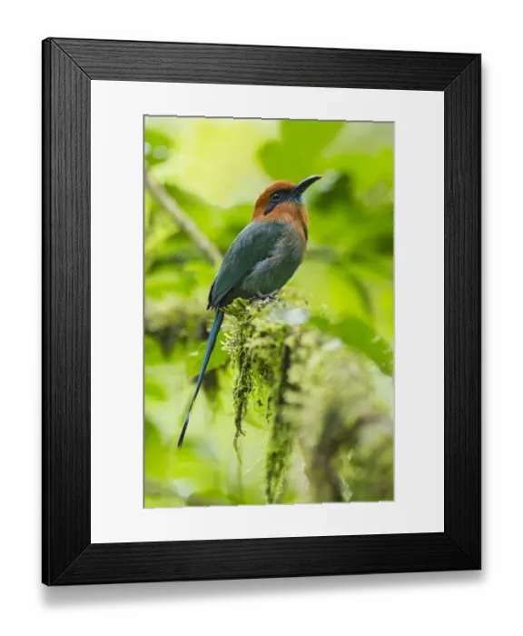 Framed Print : Broad-billed Motmot Framed Print : Broad-billed Motmot