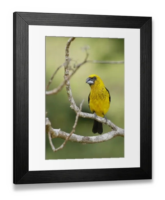 Framed Print : Black-thighed Grosbeak (Pheucticus tibialis) Framed Print : Black-thighed Grosbeak (Pheucticus tibialis)